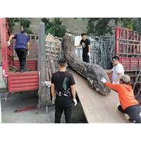 广州到拉萨物流公司（广州到拉萨木齐专线（运费到付2022全—境/闪—送）)