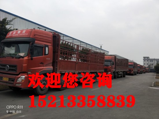 【推举】-重庆到台山市物流返程车货车整车调配公司-专线直达-安稳快运（省-市-县/闪—送)